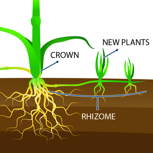 How does bamboo grow?
